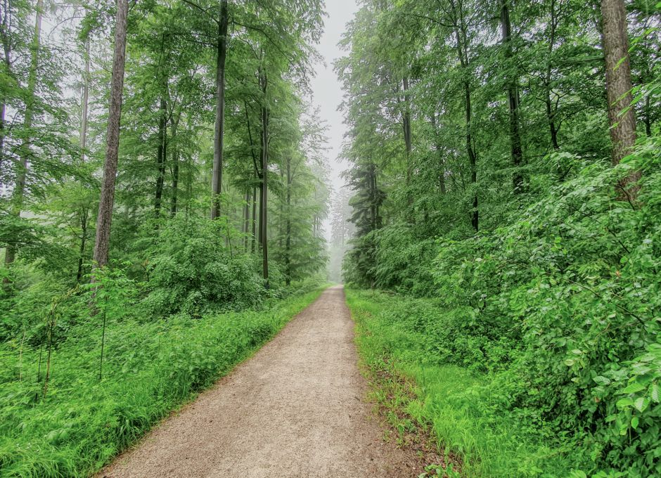 Der Schwammwald - Schurwald als Klimaregulator