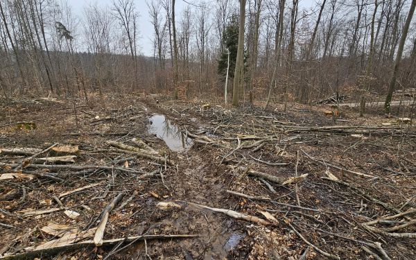Was Sie allen tun können, wenn Sie der Meinung sind, dass diese Rodungen nicht in Ordnung sind