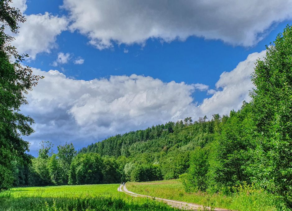Den Wald mal machen lassen