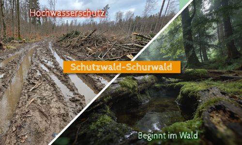 Hochwasserschutz beginnt bereits im Wald