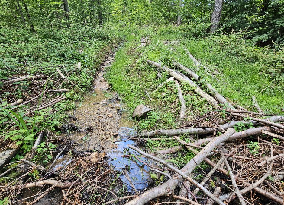 Rückegassen führen das Wasser schneller ins Tal und lassen das Wasser nur langsam versickern