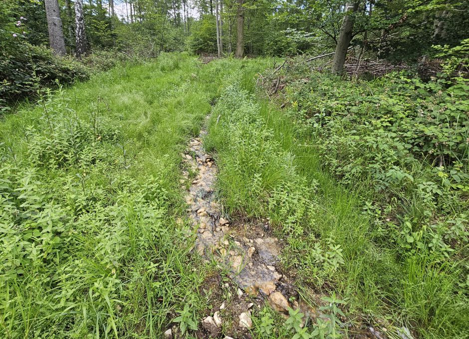 Eine Rückegasse als Bachlauf - schneller Abtransport von Wasser in die Täler