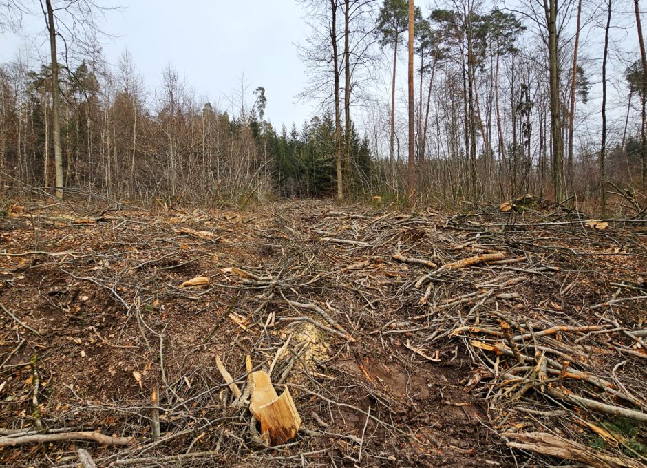 Kahlschlagfläche im Natura 2000 Schutzgebiet