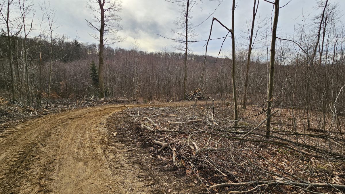 Schlagrodungen im Natura2000 FFH-Schutzgebiet