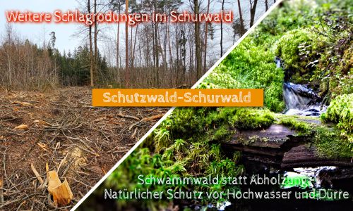 Weitere Schlagrodungen im Schurwald 2024/2025 im Natura2000-Schutzgebiet