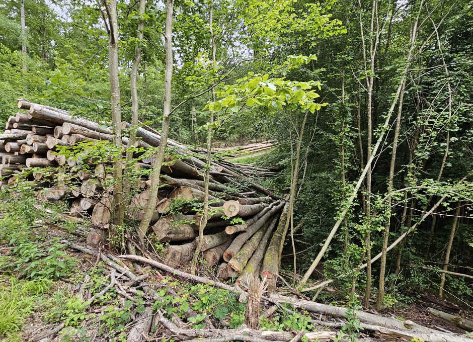 Baumstämme werden auf einem Bach gelagert - untendurch führt der Bach