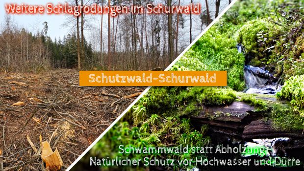 Weitere Schlagrodungen im Schurwald 2024/2025 im Natura2000-Schutzgebiet