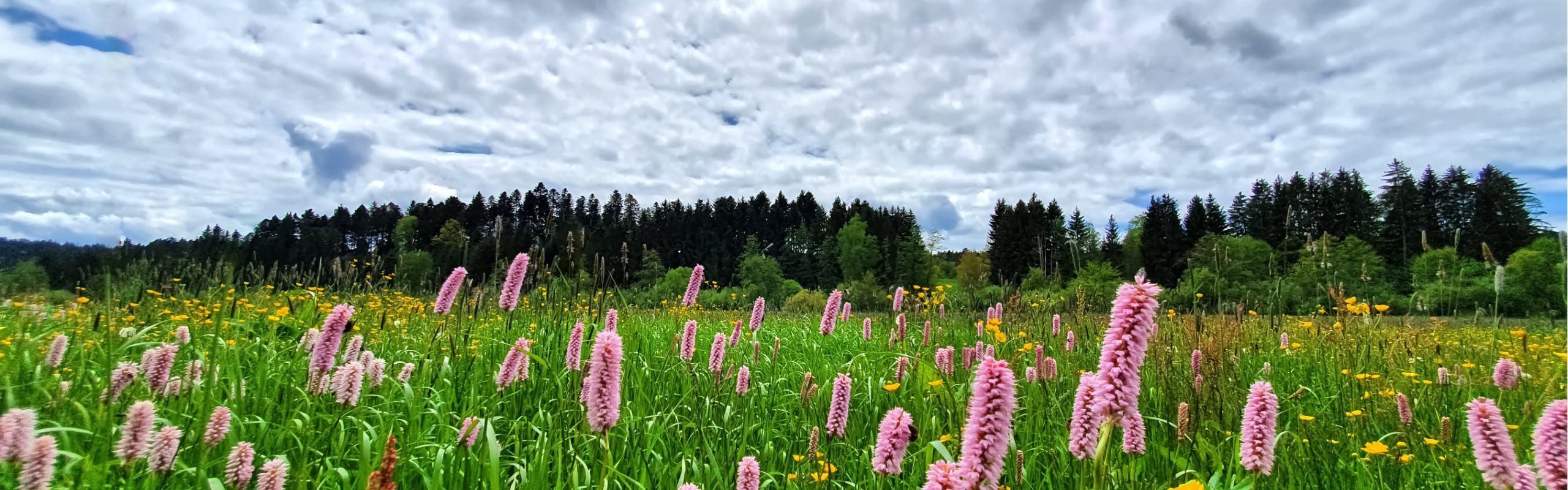 Schutzwald-Schurwald Wiese