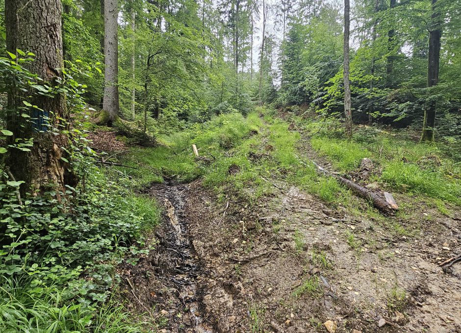 Verdichteter Boden führt an einer hangabwärts gerichteten Rückegasse das Regenwasser schnell in die Täler