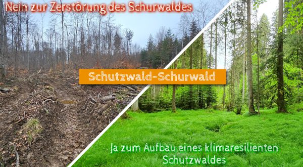 Vision Schutzwald Schurwald