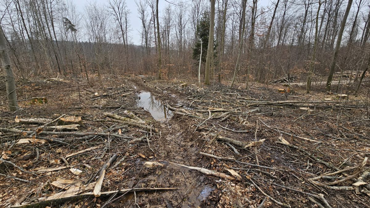 Was Sie allen tun können, wenn Sie der Meinung sind, dass diese Rodungen nicht in Ordnung sind