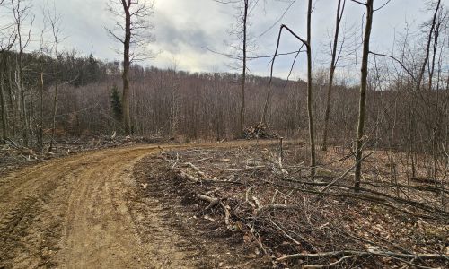 Schlagrodungen im Natura2000 FFH-Schutzgebiet